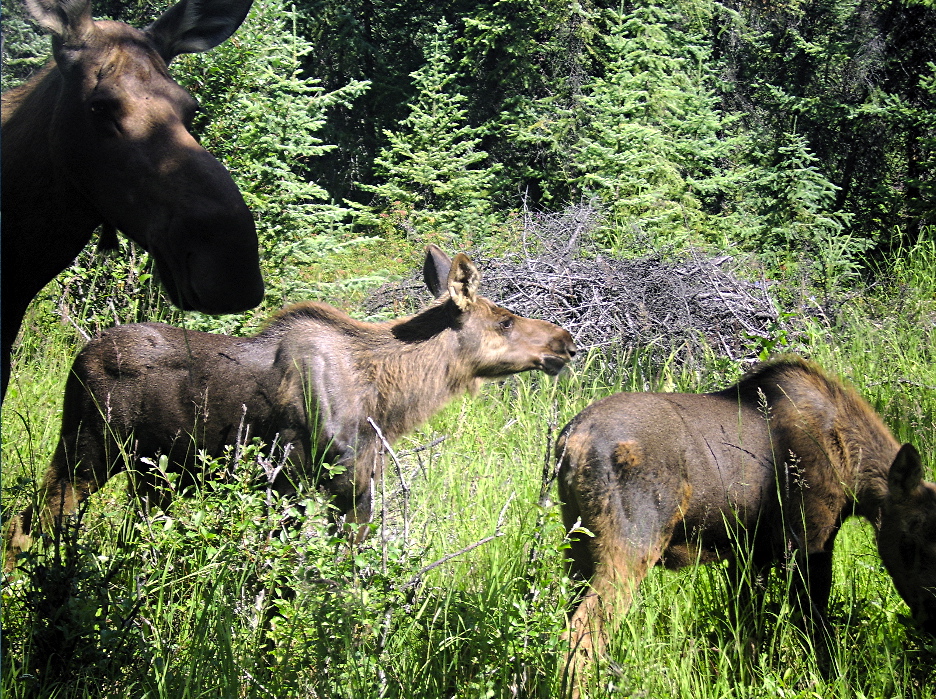 Moose outside of Paolo Greer’s Alaskan Cabin
