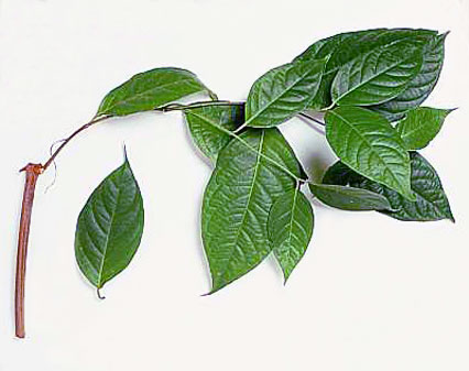 The Ayahuasca vine, Banisteriopsis caapi, is found in lowland Amazon jungle